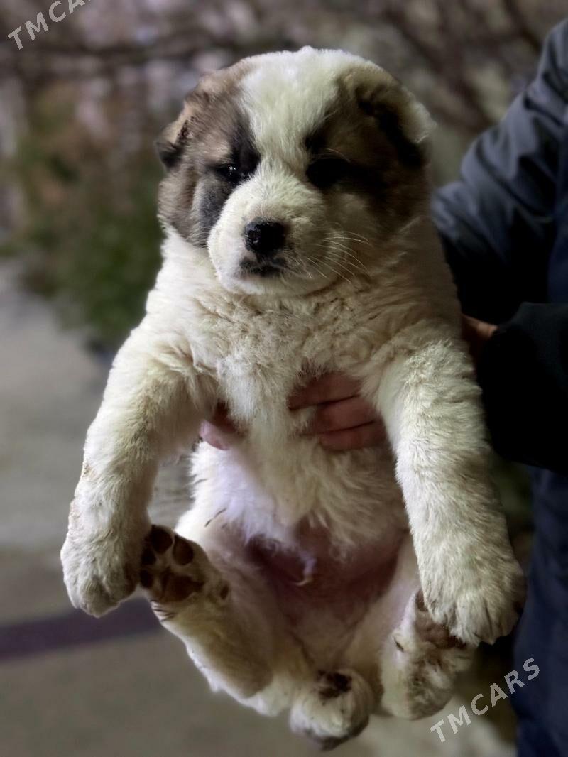 köpek güjük - 11 mkr - img 1