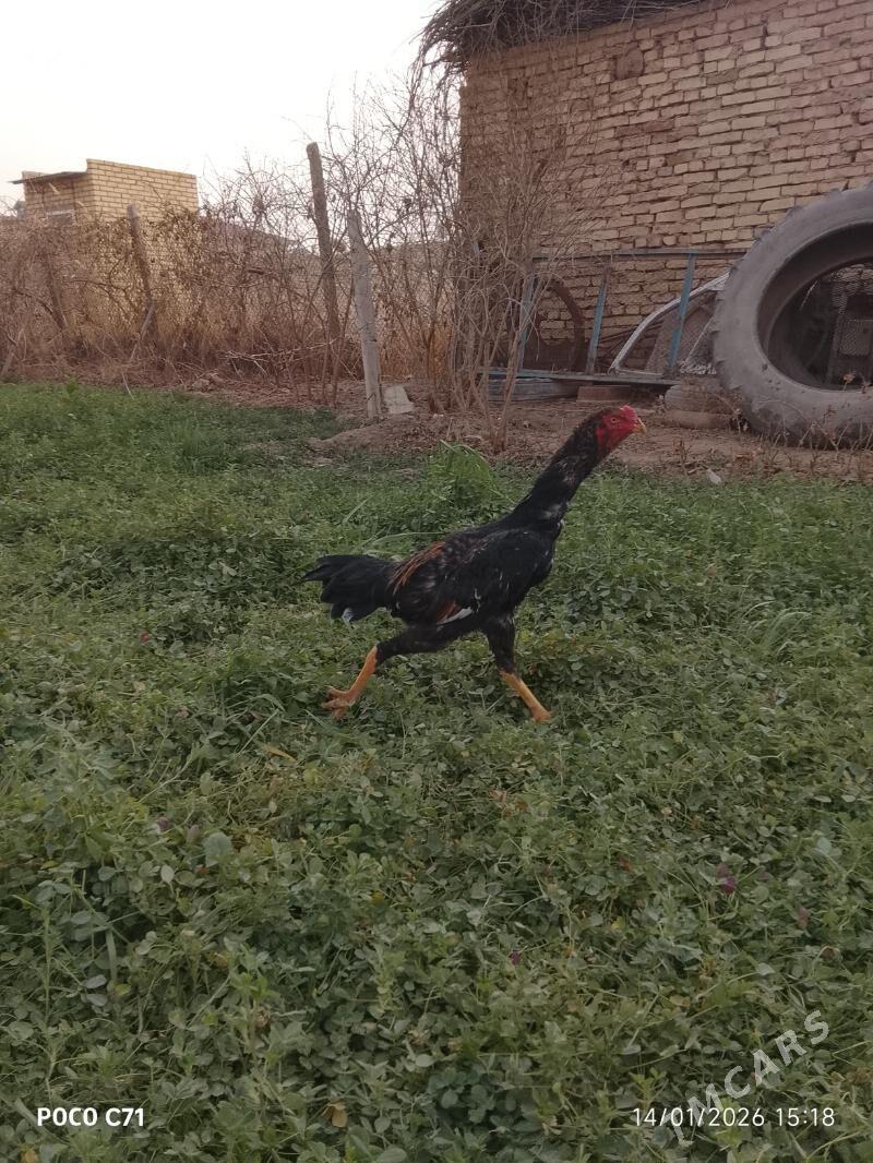 juyje - Çärjew - img 1