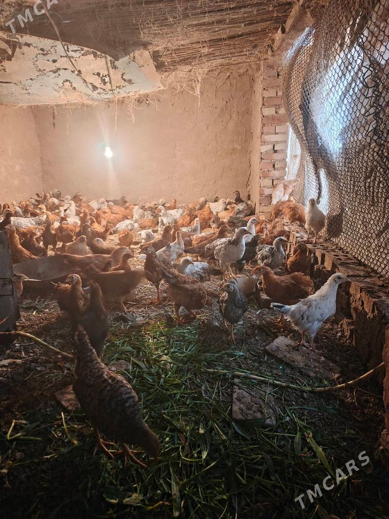 jüÿje - Babadaýhan - img 1