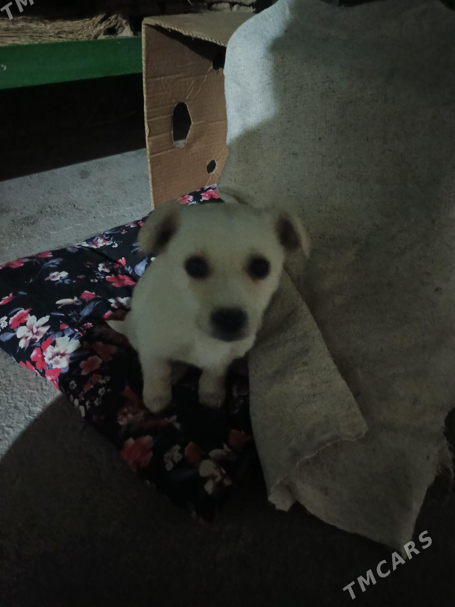 Щенок - Туркменабат - img 1