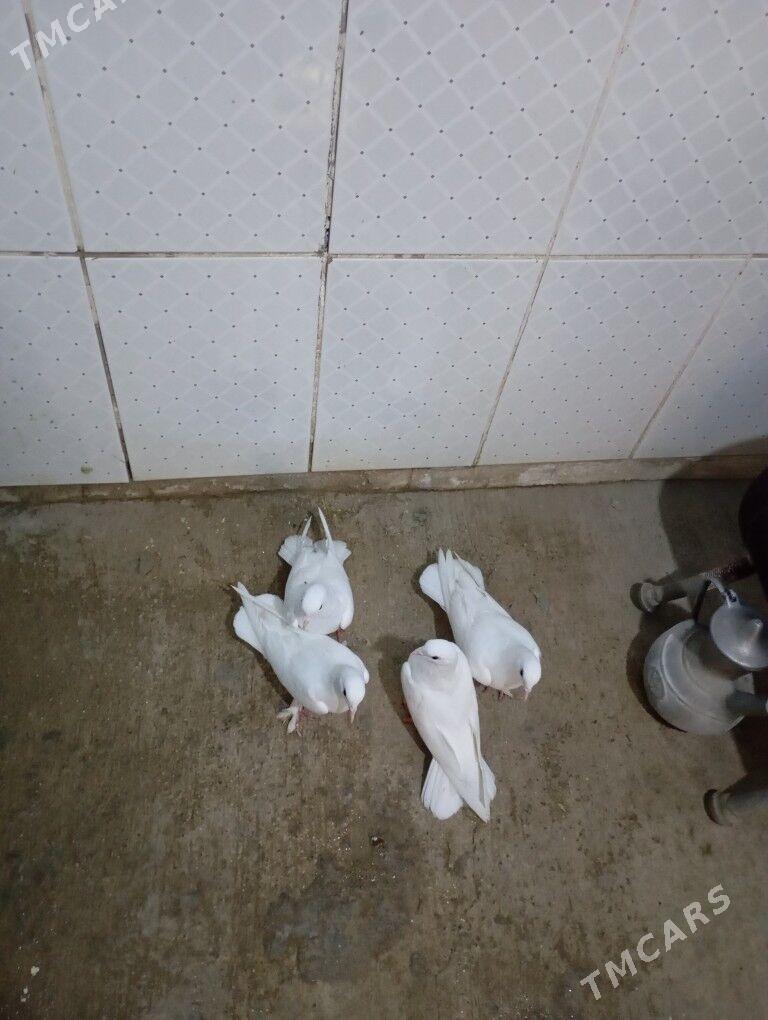 kepderi - Гызыларбат - img 1