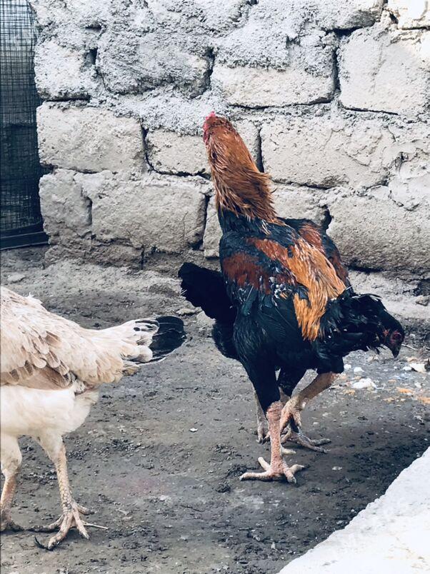 taskent horaz - Ашхабад - img 1