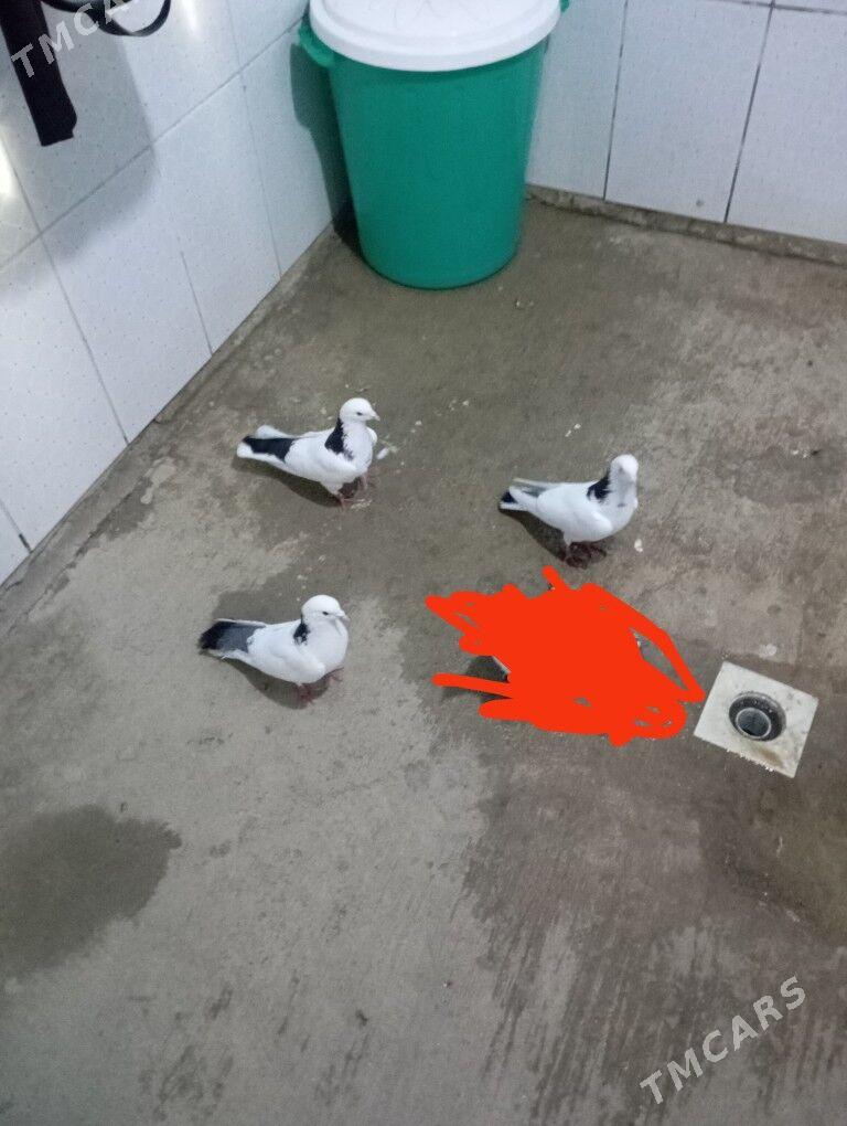 kepderi - Gyzylarbat - img 1