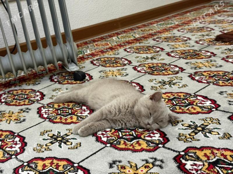 Britanka  pisik - Мары - img 1