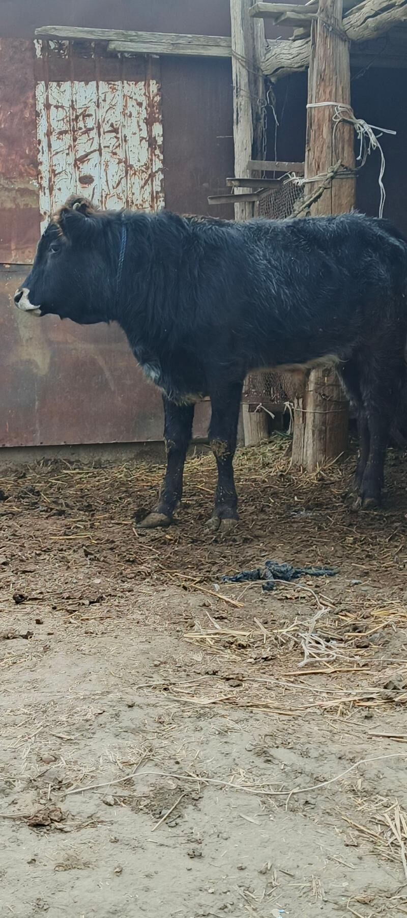 Gibrit Öküz - Бахарден - img 1