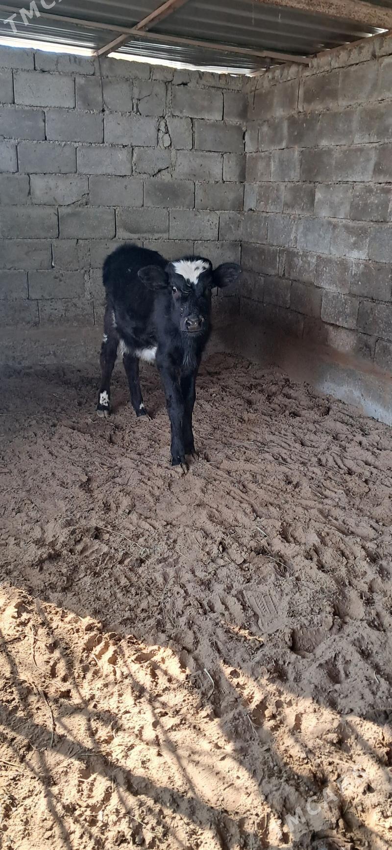 Okuz - Кипджак - img 1