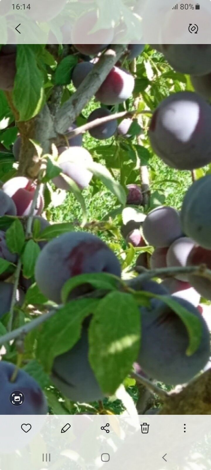 garaly - Сакар - img 1