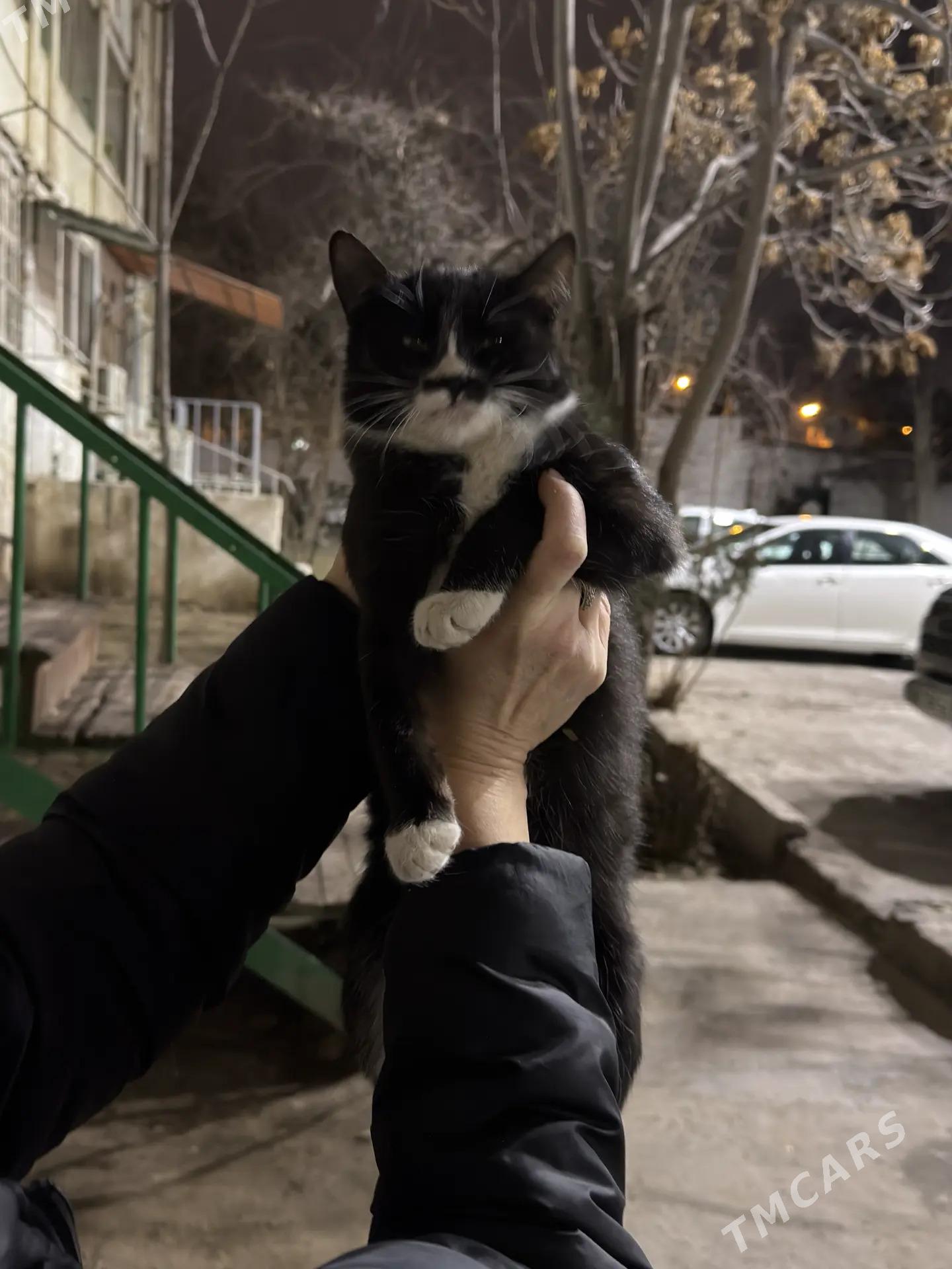 кошечка 4 месяца - Aşgabat - img 1