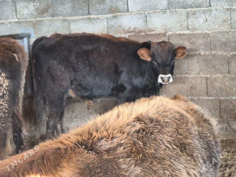 öküz - Ашхабад - img 1