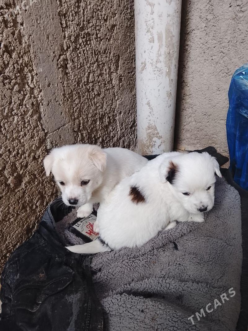 Gujuk - Мары - img 1