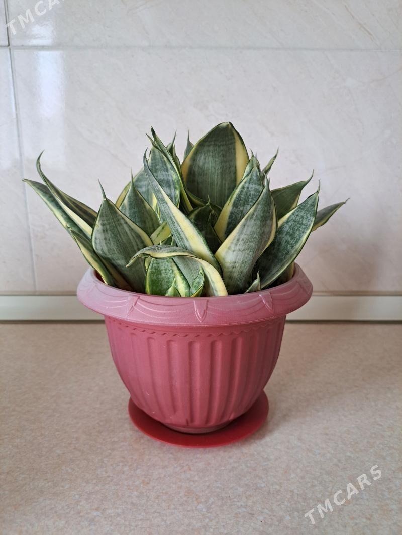 sansiveria gul - Ашхабад - img 1