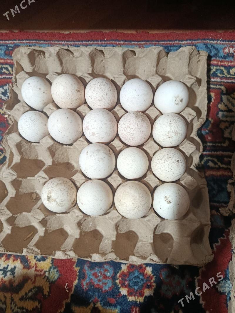 Индук все тоук юмуртга - Türkmenabat - img 1