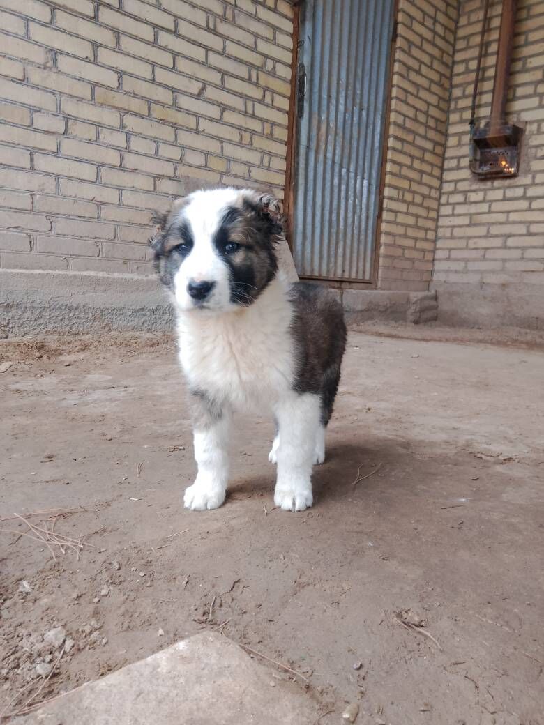 туркмен ит - Farap - img 1