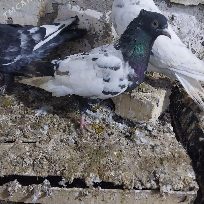 KEPDERI. - Murgap - img 1