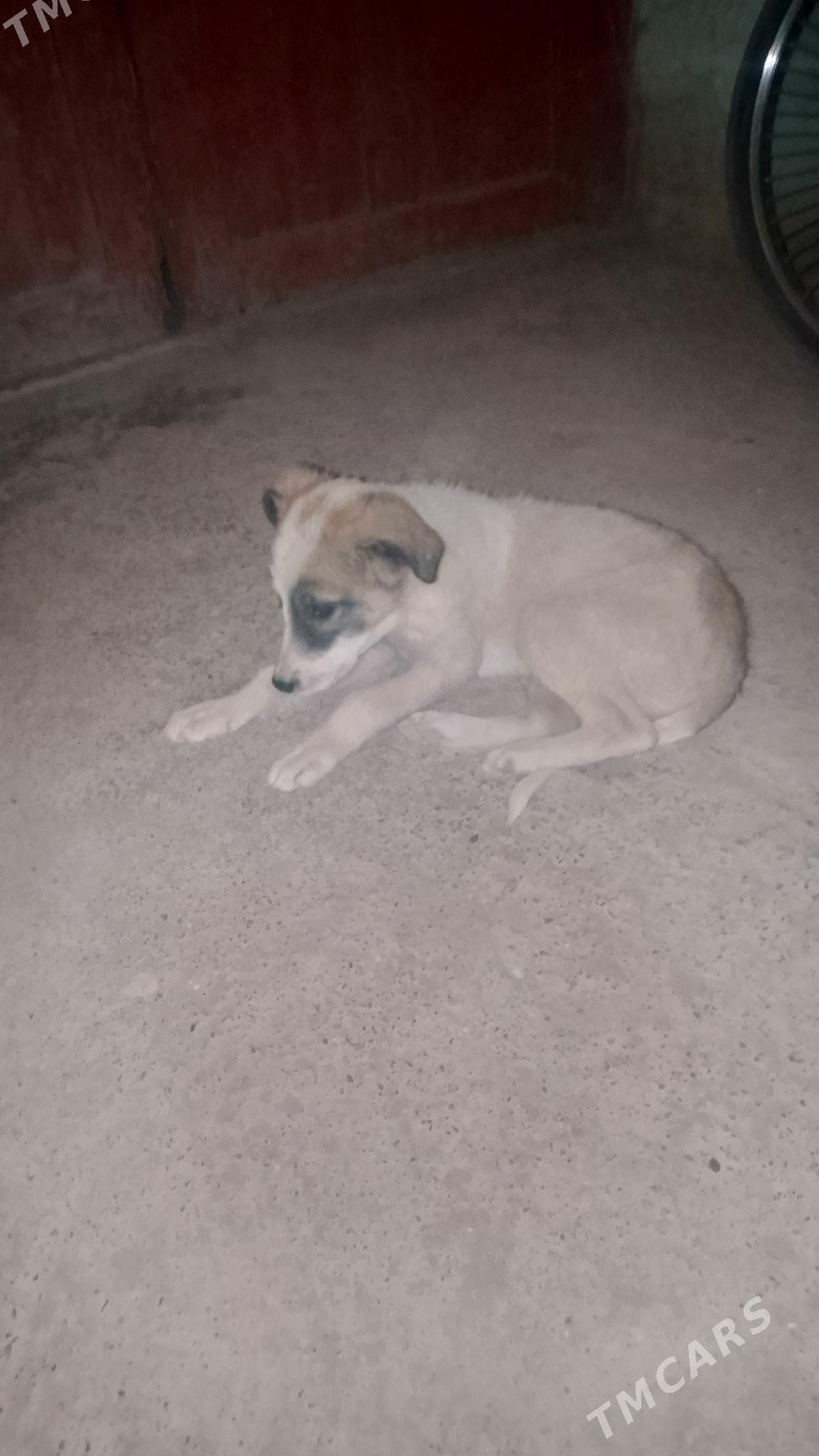 tobik - Дашогуз - img 1