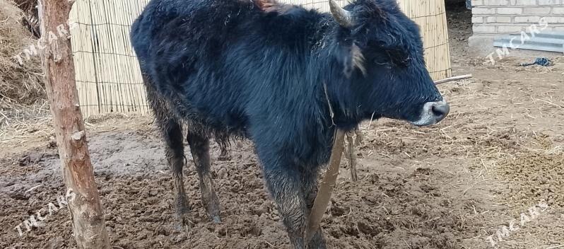 okuz - Babadaýhan - img 1