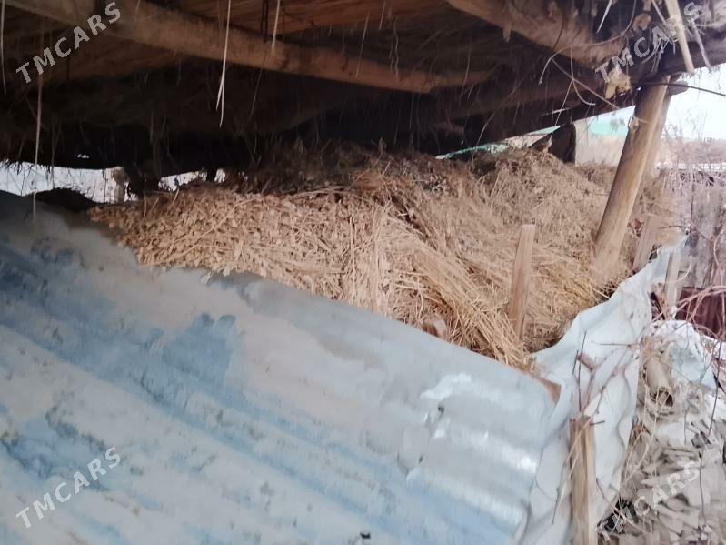 Mal otyMal oty - Туркменабат - img 1