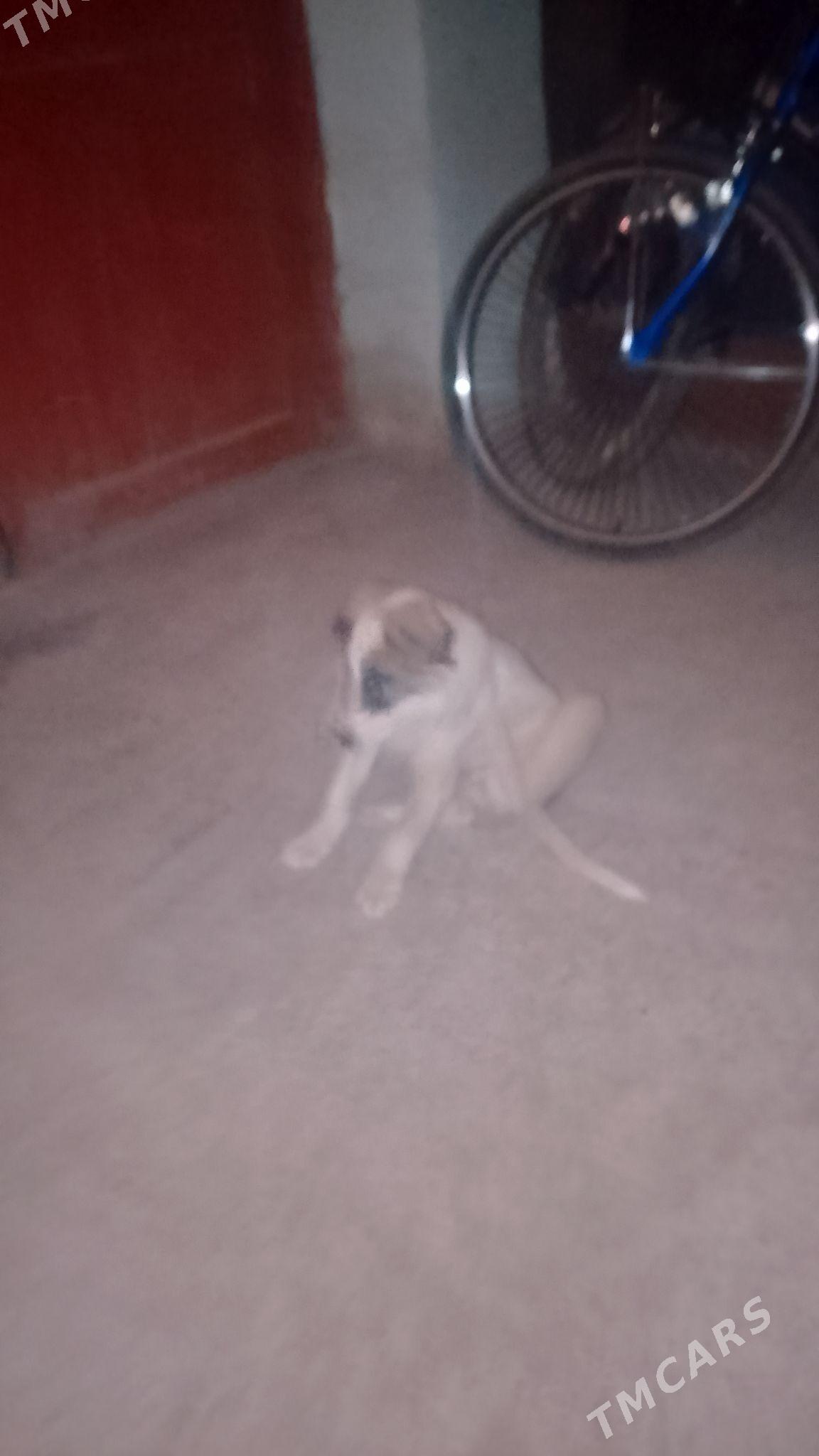 tobik - Дашогуз - img 1