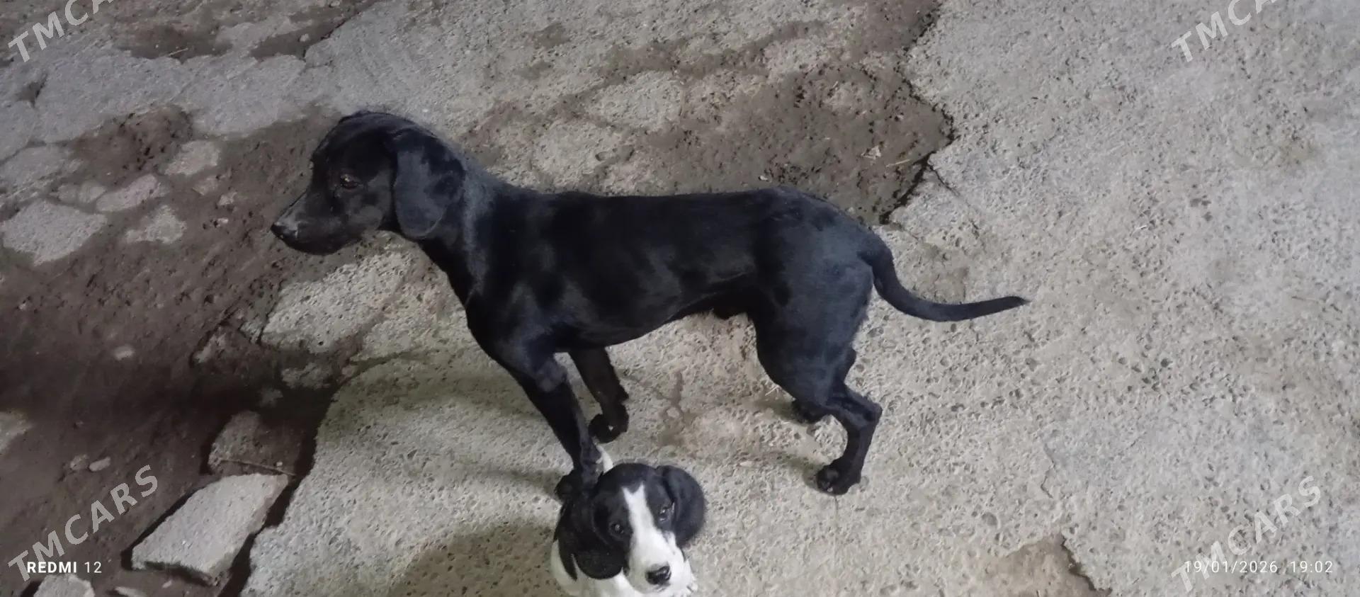 aw ıt - Чарджоу - img 1