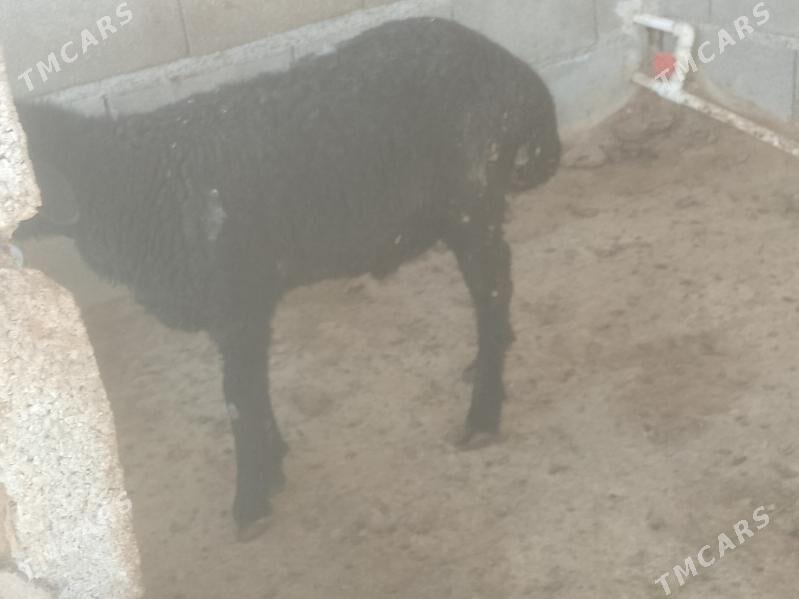 berre - Ýalkym - img 1