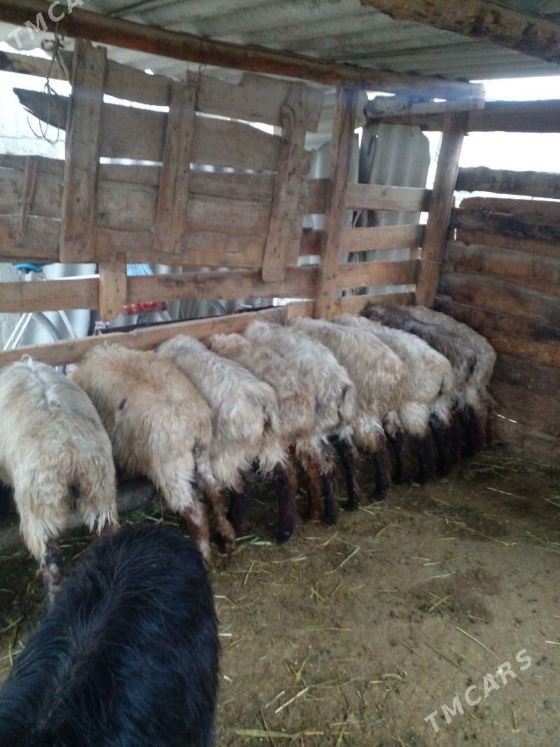 tokly - Гёкдепе - img 1