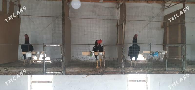 байсог жуже - Чарджоу - img 1