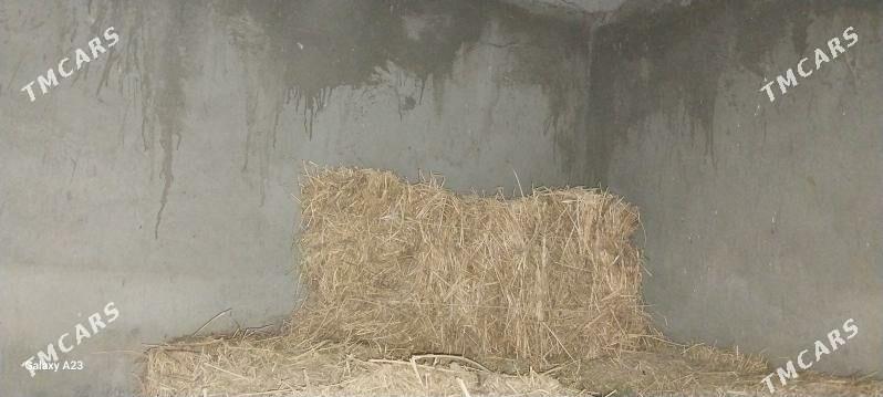 Ýorunja bede - Гёкдепе - img 1