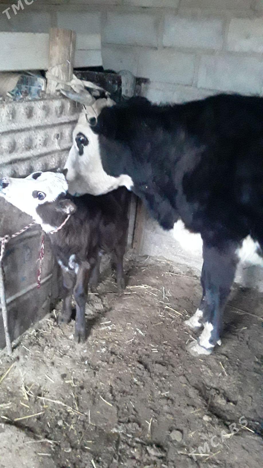 tanaly sygyr - Гумдаг - img 1