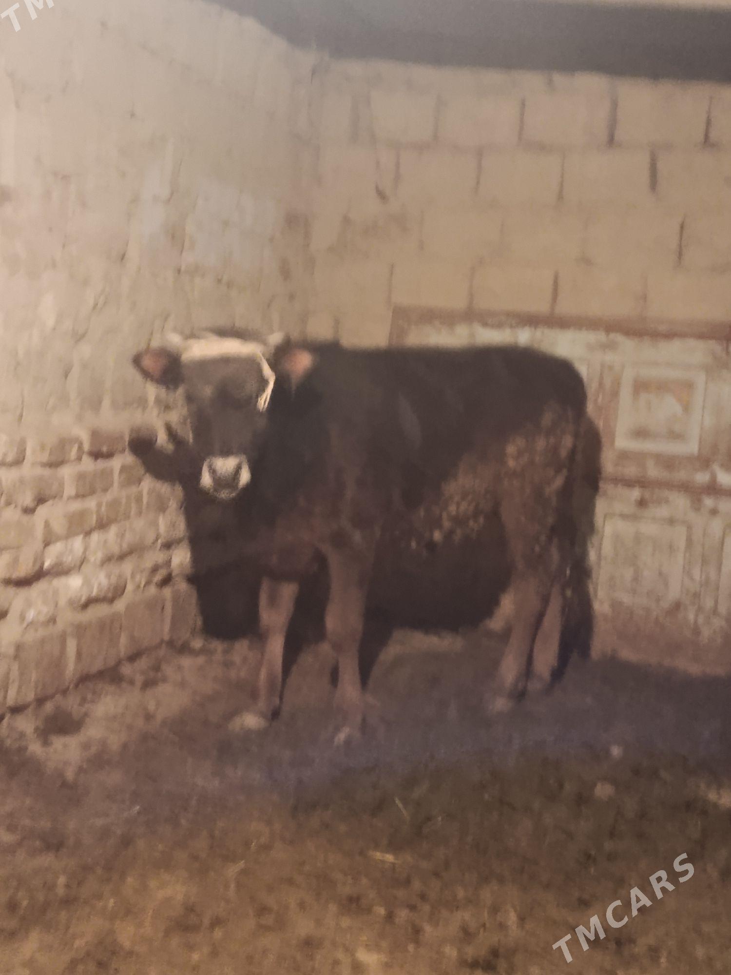 iki öküzce - Бахарден - img 1