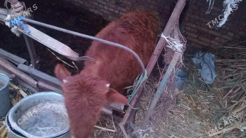 окуз - Туркменабат - img 1