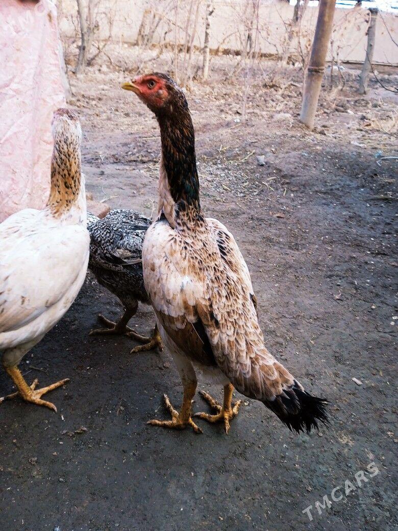 Baysok maki - Чарджоу - img 1