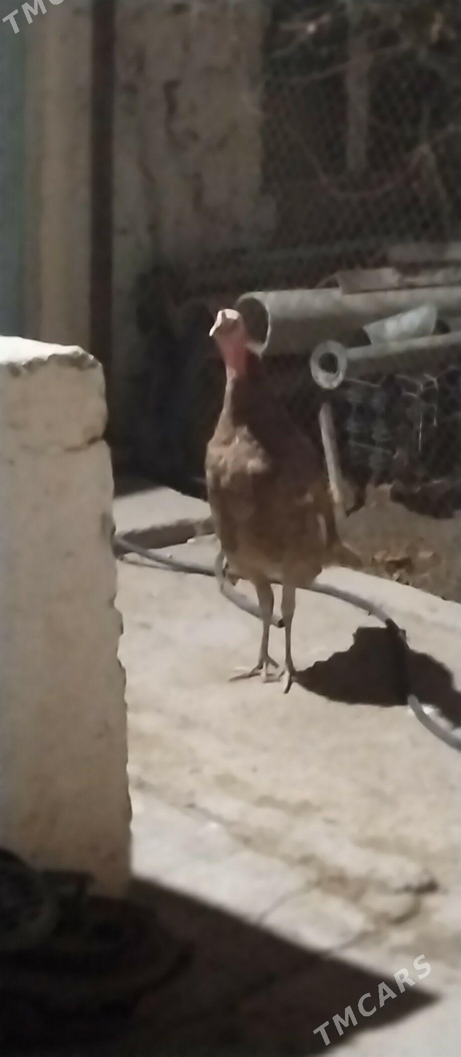 induk. awgan - Балканабат - img 1