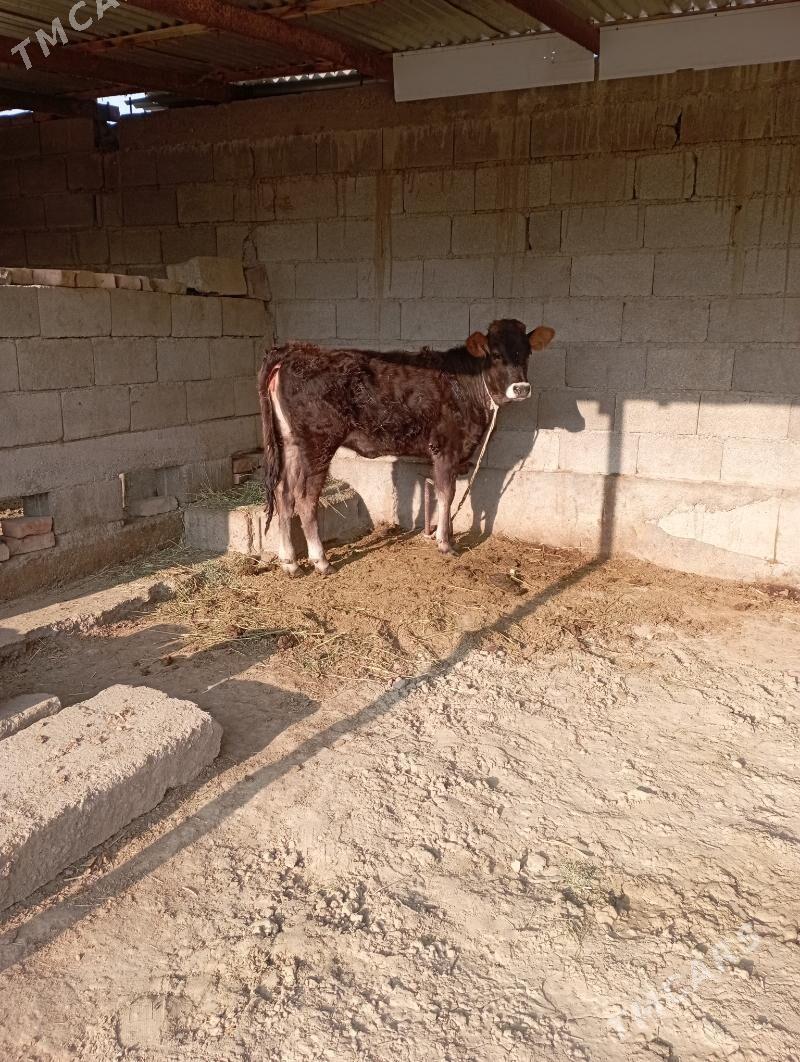 tuwe - Бахарден - img 1