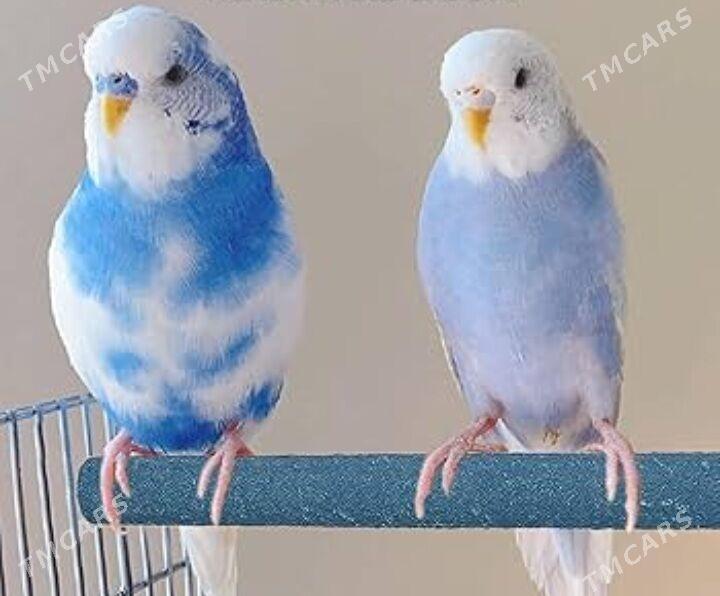 popugay papugay gus - Ашхабад - img 1