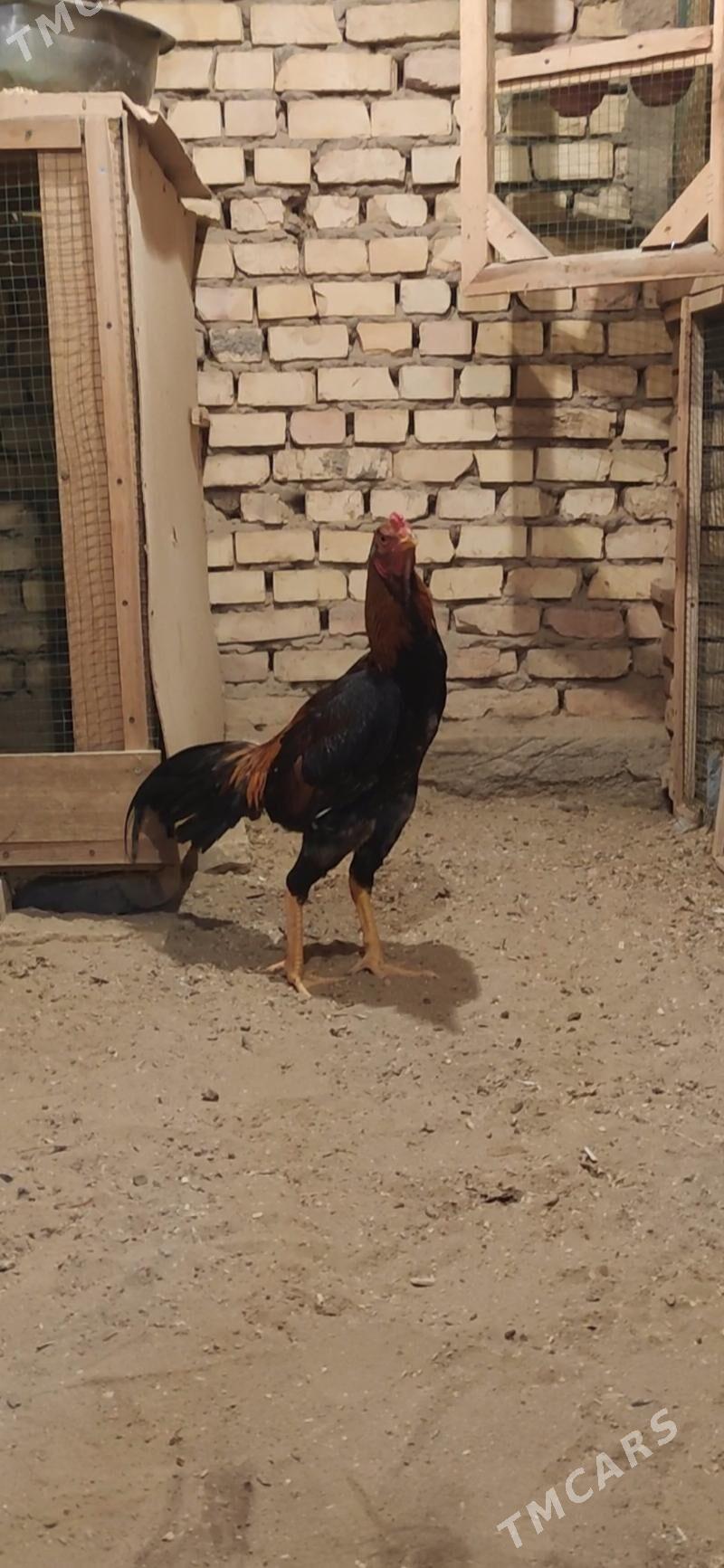 Taskent - Mary - img 1