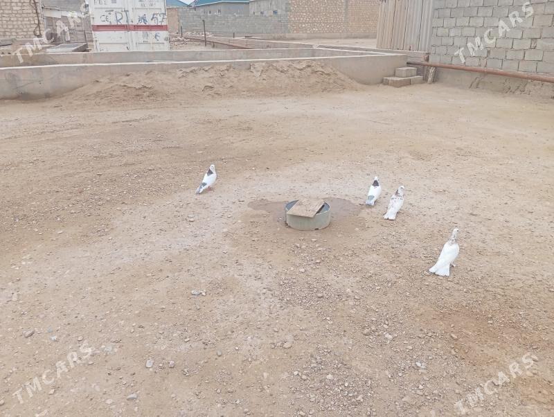 kepderi - Гумдаг - img 1