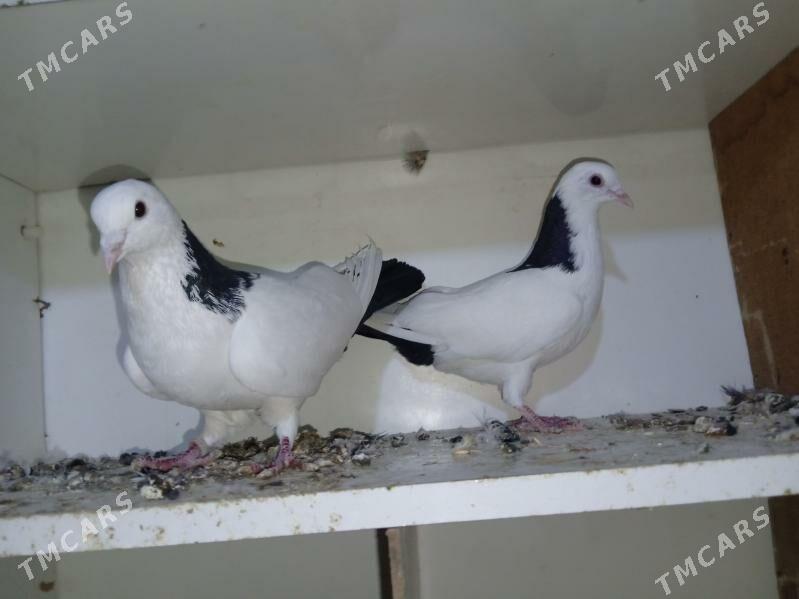 kepderi - Мары - img 1