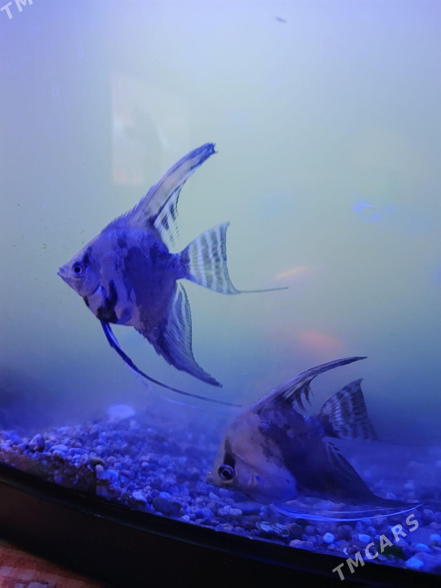 скалярий - Aşgabat - img 1