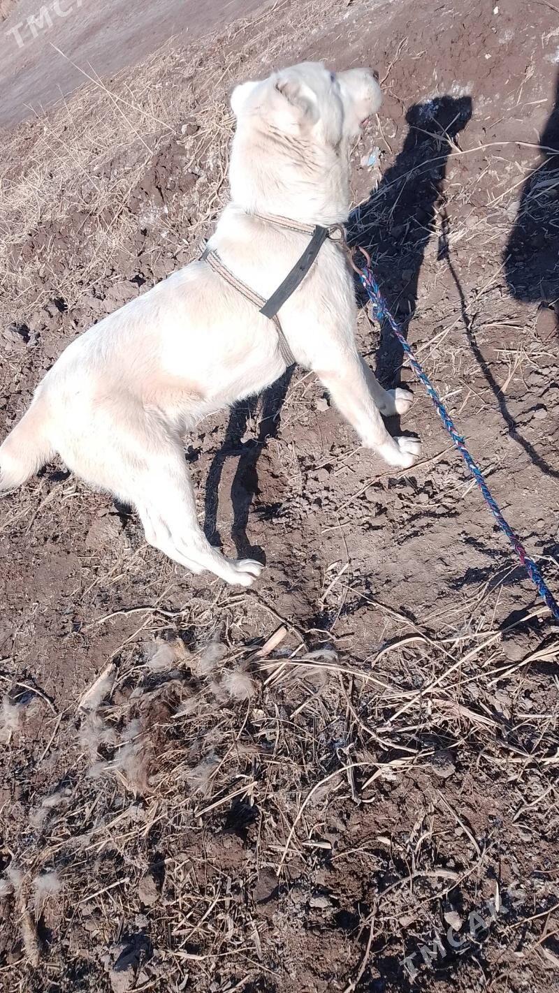 akguş - Болдумсаз - img 1