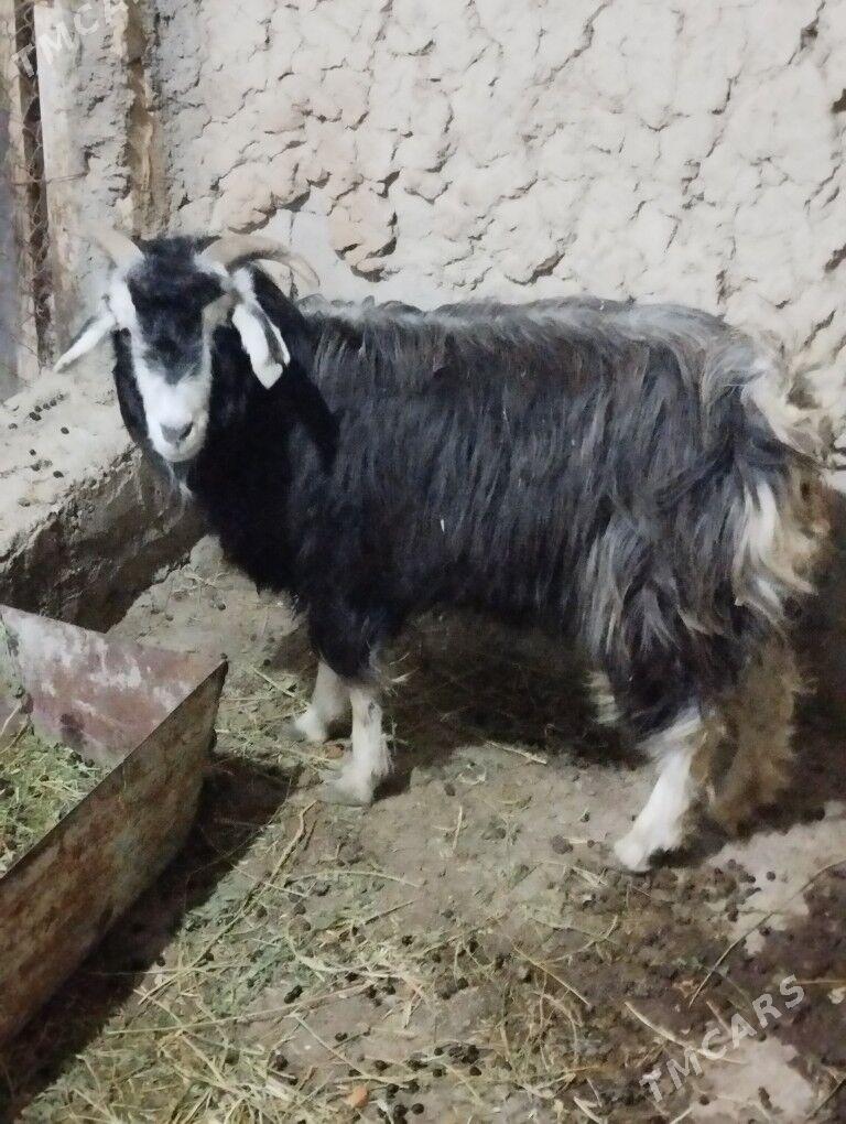 geçi bogaz - Gökdepe - img 1