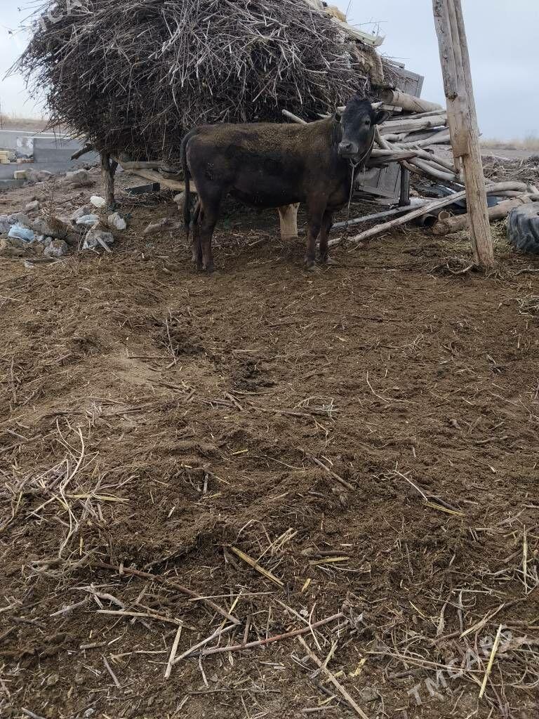 okuz - Dänew - img 1