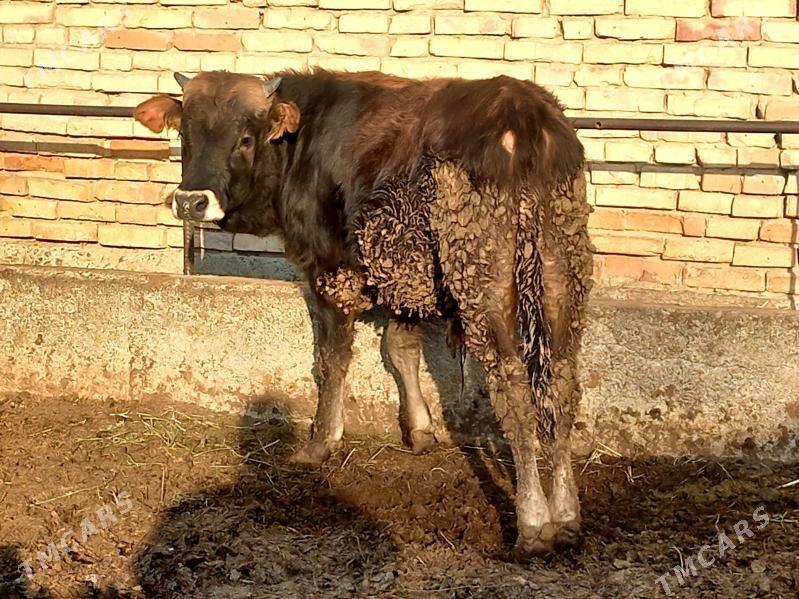 Tohum okuz - Gökdepe - img 1