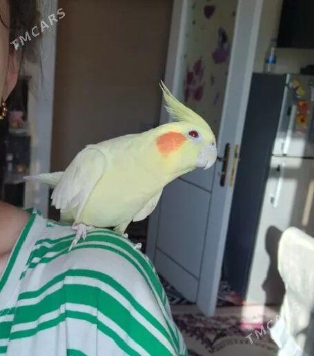 Попугай карелла - Büzmeýin GRES - img 1