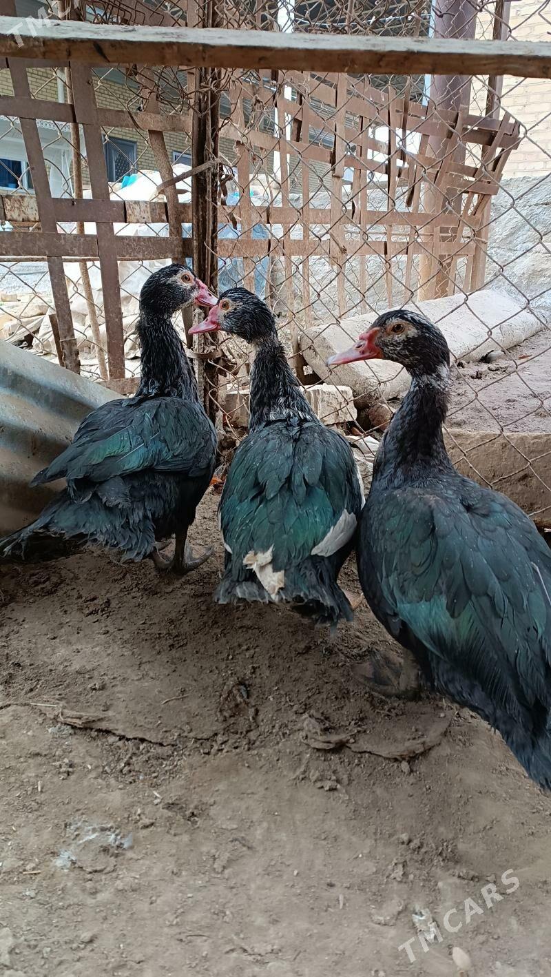 Indawutga Horozy - Mary - img 1