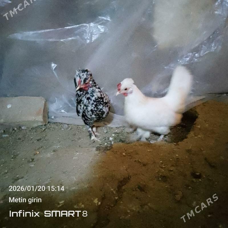 karlyk - Mary - img 1