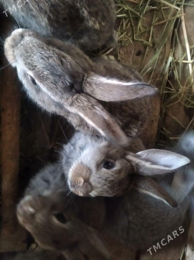 кролики - Balkanabat - img 1