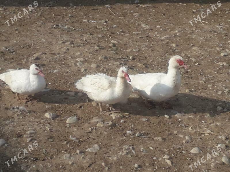 ordek - Balkanabat - img 1