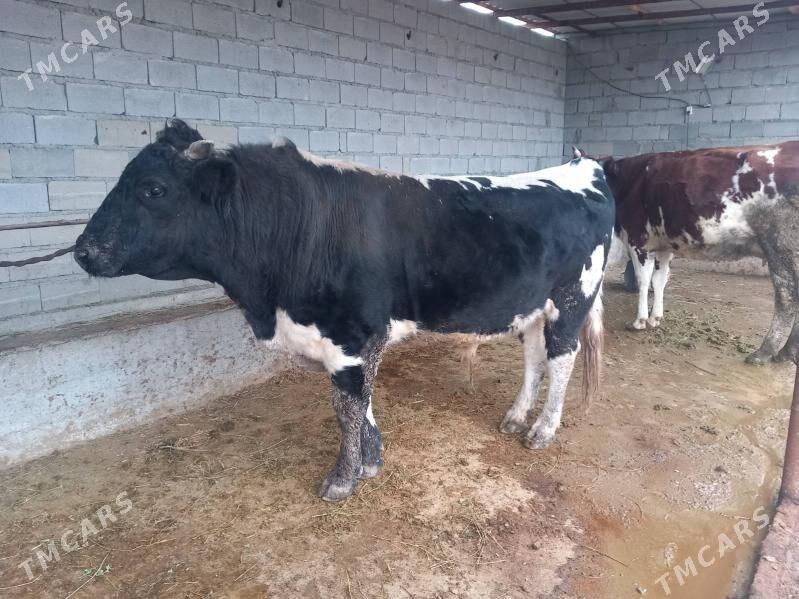 okuz - Бахарден - img 1