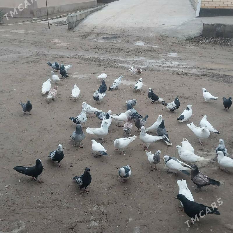 KEPDERI. - Murgap - img 1