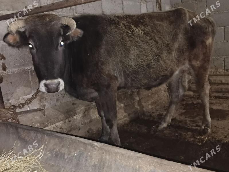 1 sygyr 1 tuwe - Gyzylarbat - img 1